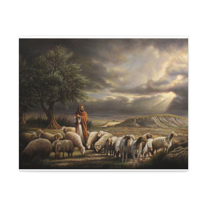 Shepherd and His Sheep - Canvas Print